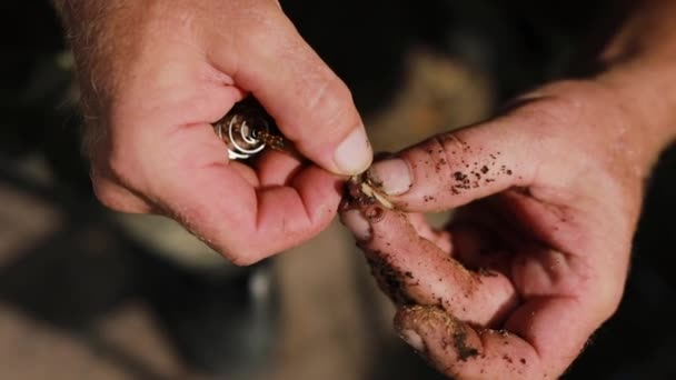Hombre pescador manos preparando gusano de pesca en gancho de cerca — Vídeo de stock