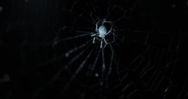 Spider gece bir net üzerinde, orijinal ses dahil