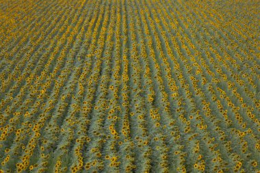 Ayçiçeği alanı, yukarıdan görünümü