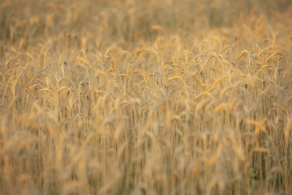 Campo de trigo paisaje, cosecha crecimiento —  Fotos de Stock
