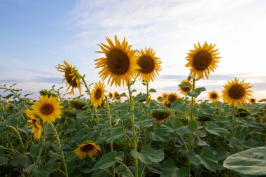 Ayçiçeği alanı, Doğa, peyzaj