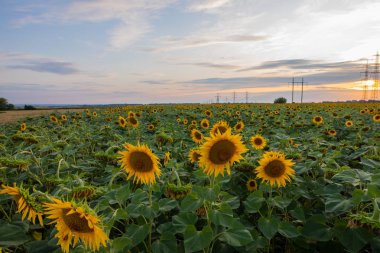 Ayçiçeği alanı, Doğa, peyzaj
