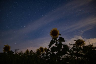 Geceleri ayçiçeği alanı, Astrophotography, gökyüzünde yıldızlar