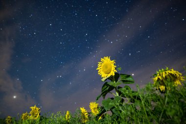Geceleri ayçiçeği alanı, Astrophotography, gökyüzünde yıldızlar