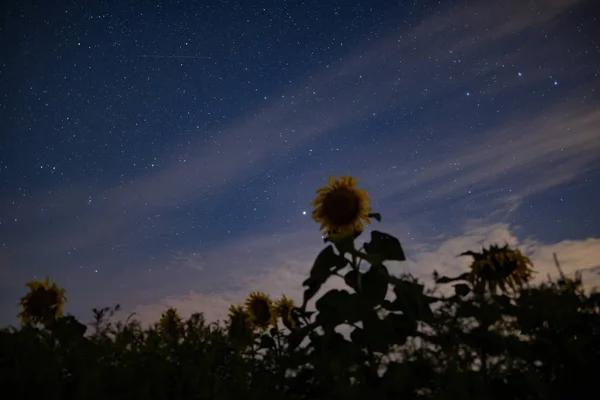 Sonnenblumenfeld in der Nacht, Astrofotografie, Sterne am Himmel — Stockfoto