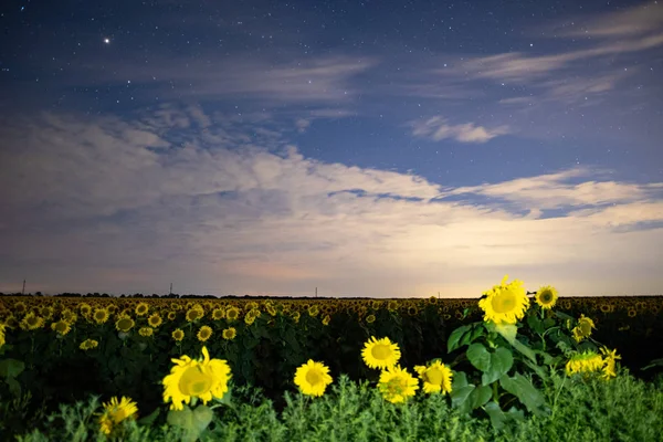 Sonnenblumenfeld in der Nacht, Astrofotografie, Sterne am Himmel — Stockfoto