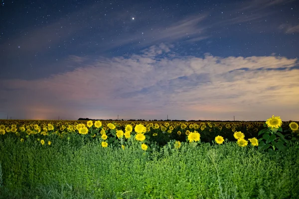 Slunečnicové pole v noci, astrofotografie, hvězdy na obloze — Stock fotografie