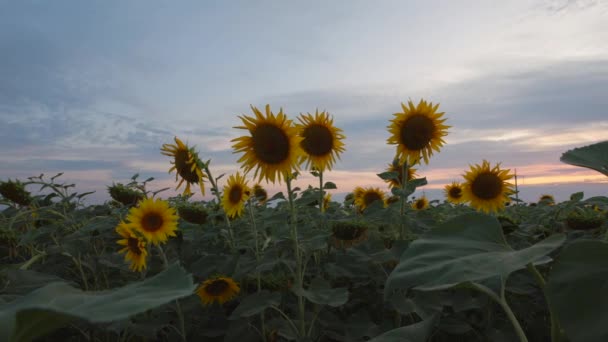 Timelapse van zonnebloemen in een veld — Stockvideo