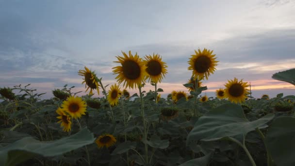 Timelapse de girasoles en un campo — Vídeo de stock