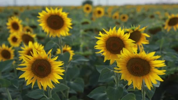 Girasoles en un campo, naturaleza, paisaje — Vídeos de Stock