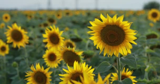 Girasoles en un campo, naturaleza, paisaje — Vídeo de stock