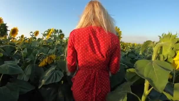 Hübsche Frau in rotem Kleid, die in Sonnenblumenfeld geht, Zeitlupe — Stockvideo