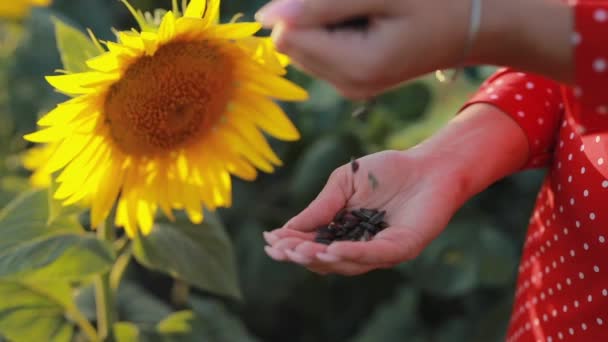 Mujer sosteniendo la cosecha de girasol — Vídeo de stock