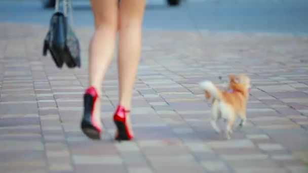 Женщина на каблуках гуляет по городу с собакой, вид сзади — стоковое видео
