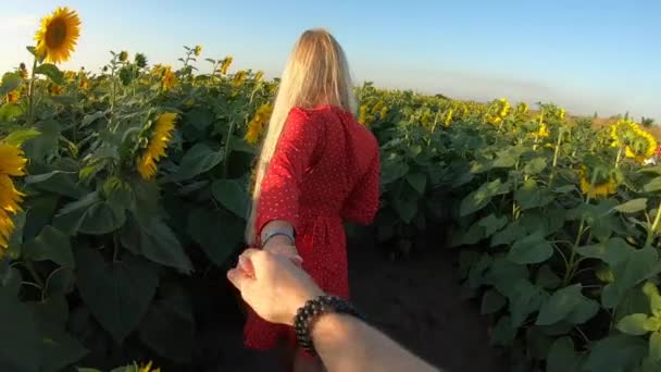 POV. Sígueme en el campo de girasol . — Vídeo de stock