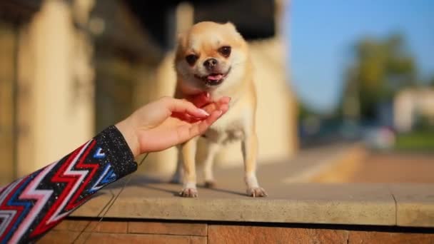 若いエレガントな女性は、市内で彼女の犬に触れる — ストック動画