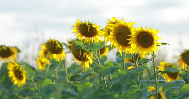 Соняшники в полі, природа, пейзаж — стокове відео