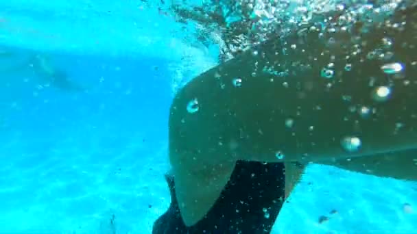 Sexy žena plavala v bazénu. Holky na zadek pod vodou, pomalý pohyb. — Stock video