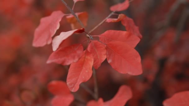 Rojo otoño hojas fondo — Vídeo de stock