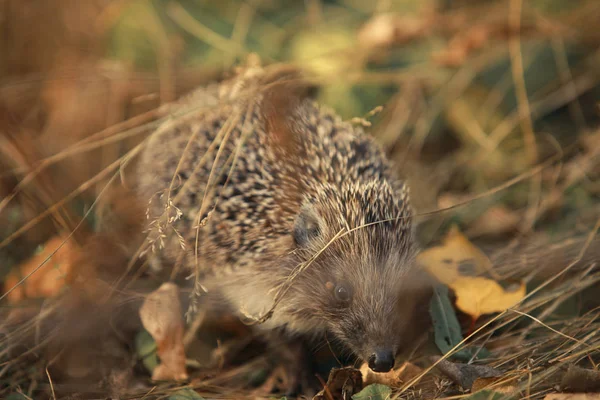 Hedgehog di rumput musim gugur — Stok Foto