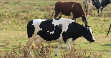 İnek sürüsü çayırda otluyor.