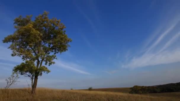 Timelapse de nuvens voadoras sob céu azul claro com árvore em primeiro plano — Vídeo de Stock