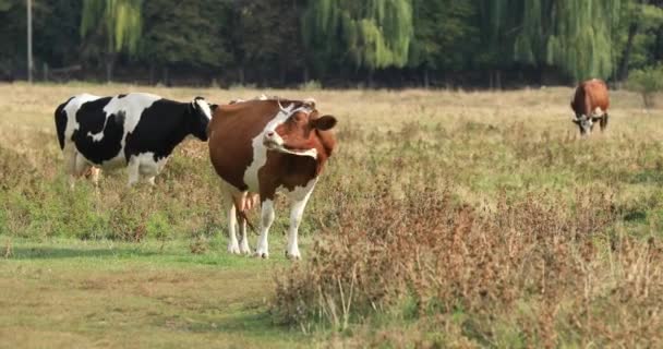 Стадо коров пасутся на лугу — стоковое видео