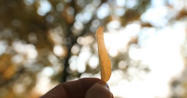 Yellow autumn leaf in a male hand against the sun — Stock Video