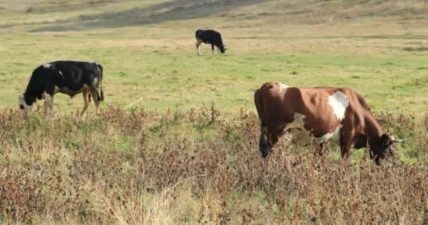 Herder van koeien grazen in het weiland — Stockvideo