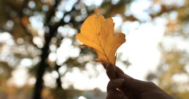 Gele herfstblad in een vrouwelijke hand tegen de zon — Stockvideo