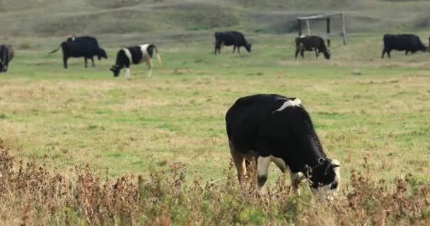 Herd of cows graze in the meadow — Stock Video