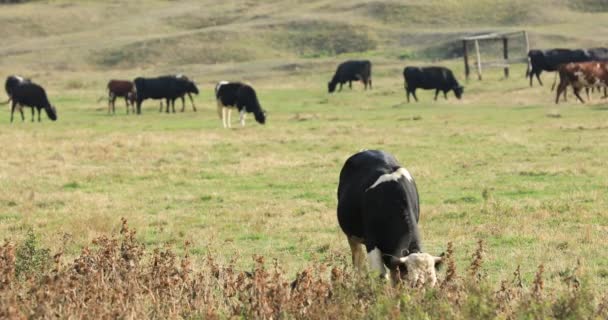 Herd of cows graze in the meadow — Stock Video