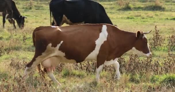 Kobesättning betar på ängen — Stockvideo