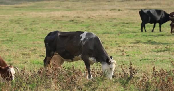 Troupeau de vaches paissent dans la prairie 