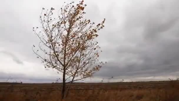 孤零零的秋天树在田野里，逝去了 — 图库视频影像