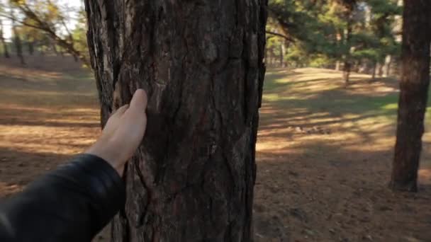 POV, mão masculina tocando tronco de árvore na floresta — Vídeo de Stock