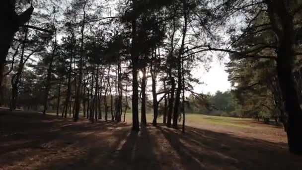 POV, caminando en un bosque de pinos — Vídeos de Stock