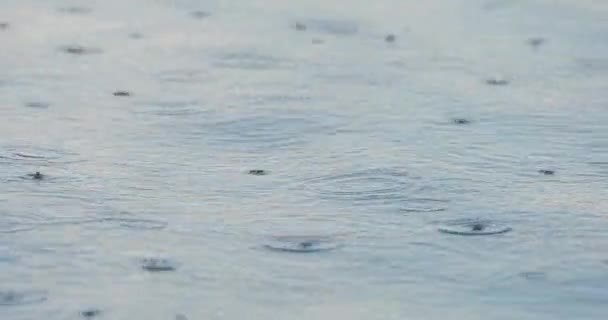 Superficie de agua con muchas gotas de lluvia — Vídeos de Stock