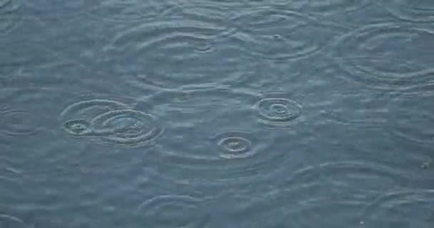 Superficie de agua con muchas gotas de lluvia — Vídeos de Stock