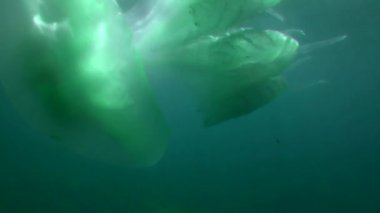 Mavi sularda denizanası