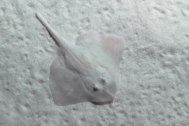 Stingray albino kumlu zemin üzerine. Üstten görünüm