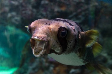 Blackspotted kirpi kapatın. Egzotik balık