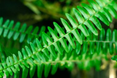 Fern yaprak. Seçici odak, yakın