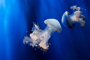 Beyaz su altında jellyfishes benekli. Phyllorhiza punctata