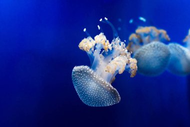 Beyaz su altında jellyfishes benekli. Doğada güzellik