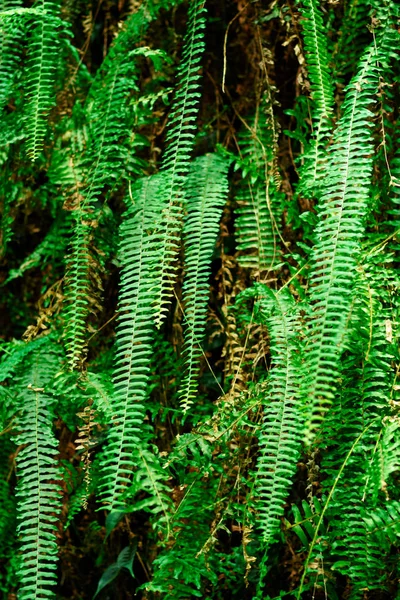 Padrão Folhas Samambaia Textura Verde Plantas Tropicais — Fotografia de Stock