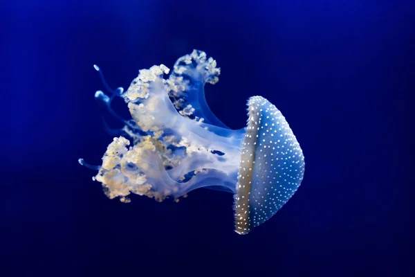 Medusas Manchadas Blancas Bajo Agua Cerca —  Fotos de Stock