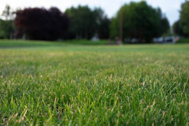 Şehir parkında çimenlerle çimenlik. Manzara
