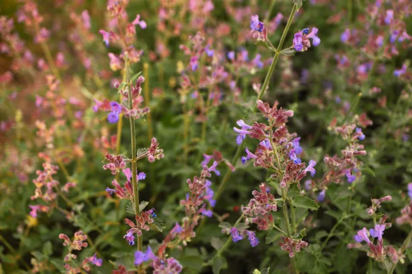 Фиолетовые полевые цветы на заднем плане — стоковое фото