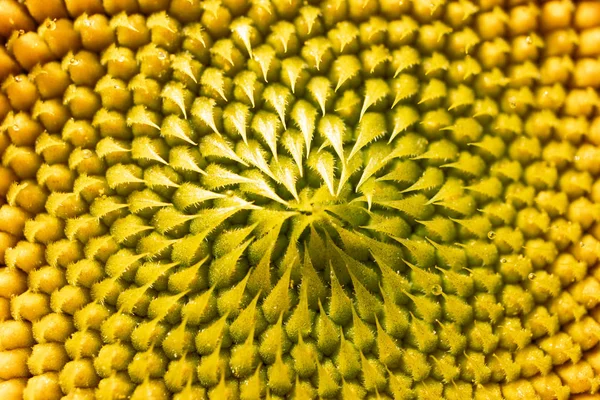 Detalhe de close-up de cabeça de girassol — Fotografia de Stock